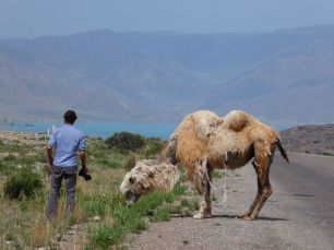 Kamele auf dem Weg